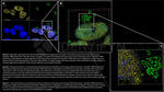 H2AX SRM Antibody in Immunocytochemistry (ICC/IF)