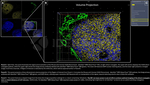 H2AX SRM Antibody in Immunocytochemistry (ICC/IF)
