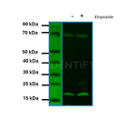 H2AX SRM Antibody in Western Blot (WB)