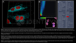 H2AX SRM Antibody in Immunocytochemistry (ICC/IF)