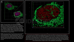 H2AX SRM Antibody in Immunocytochemistry (ICC/IF)