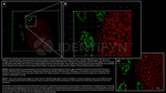 H2AX SRM Antibody in Immunocytochemistry (ICC/IF)