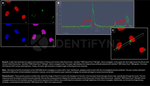 H2AX SRM Antibody in Immunocytochemistry (ICC/IF)