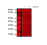 H2AX SRM Antibody in Western Blot (WB)