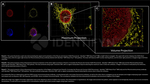 H2AX SRM Antibody in Immunocytochemistry (ICC/IF)