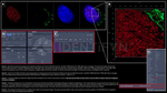 H2AX SRM Antibody in Immunocytochemistry (ICC/IF)