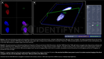 H2AX SRM Antibody in Immunocytochemistry (ICC/IF)