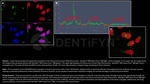 H2AX SRM Antibody in Immunocytochemistry (ICC/IF)