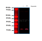 H2AX SRM Antibody in Western Blot (WB)