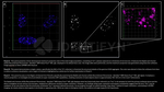 gamma-H2AX SRM Antibody in Immunocytochemistry (ICC/IF)