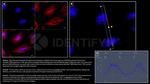 gamma-H2AX SRM Antibody in Immunocytochemistry (ICC/IF)