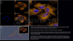 gamma-H2AX SRM Antibody in Immunocytochemistry (ICC/IF)