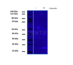 gamma-H2AX SRM Antibody in Western Blot (WB)