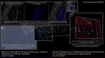 BRCA1 Antibody in Immunocytochemistry (ICC/IF)
