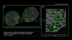 BRCA1 Antibody in Immunocytochemistry (ICC/IF)