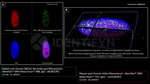 BRCA1 Antibody in Immunocytochemistry (ICC/IF)