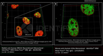 BRCA1 Antibody in Immunocytochemistry (ICC/IF)