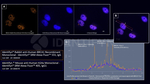 BRCA1 Antibody in Immunocytochemistry (ICC/IF)