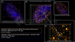 BRCA1 Antibody in Immunocytochemistry (ICC/IF)