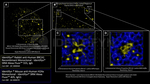 BRCA1 Antibody in Immunocytochemistry (ICC/IF)