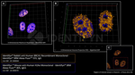 BRCA1 Antibody in Immunocytochemistry (ICC/IF)
