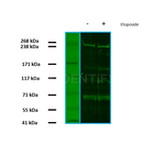 BRCA1 Antibody in Western Blot (WB)
