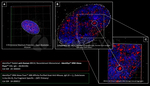 BRCA1 Antibody in Immunocytochemistry (ICC/IF)