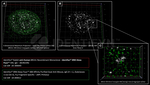 BRCA1 Antibody in Immunocytochemistry (ICC/IF)
