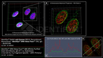 BRCA1 Antibody in Immunocytochemistry (ICC/IF)