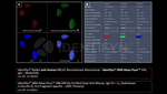 BRCA1 Antibody in Immunocytochemistry (ICC/IF)