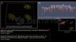BRCA1 Antibody in Immunocytochemistry (ICC/IF)