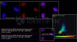 BRCA1 Antibody in Immunocytochemistry (ICC/IF)