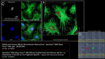 BRCA1 Antibody in Immunocytochemistry (ICC/IF)