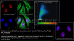 BRCA1 Antibody in Immunocytochemistry (ICC/IF)