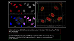 BRCA1 Antibody in Immunocytochemistry (ICC/IF)