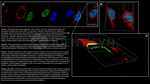 BAP1.p SRM Antibody in Immunocytochemistry (ICC/IF)