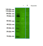 BAP1.p SRM Antibody in Western Blot (WB)