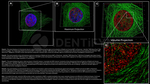 BAP1.p SRM Antibody in Immunocytochemistry (ICC/IF)