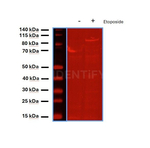 BAP1.p SRM Antibody in Western Blot (WB)