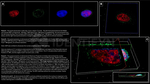 BAP1.p SRM Antibody in Immunocytochemistry (ICC/IF)