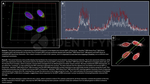 BAP1.p SRM Antibody in Immunocytochemistry (ICC/IF)