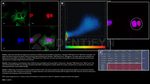 BAP1.p SRM Antibody in Immunocytochemistry (ICC/IF)