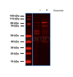 BAP1.p SRM Antibody in Western Blot (WB)