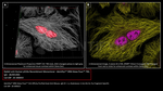 PARP1 Antibody in Immunocytochemistry (ICC/IF)
