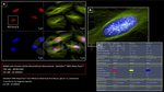 PARP1 Antibody in Immunocytochemistry (ICC/IF)