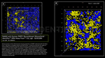 PARP1 Antibody in Immunocytochemistry (ICC/IF)