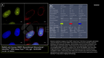PARP1 Antibody in Immunocytochemistry (ICC/IF)