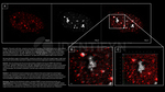 PARP1 Antibody in Immunocytochemistry (ICC/IF)