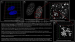 PARP1 Antibody in Immunocytochemistry (ICC/IF)