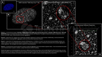 PARP1 Antibody in Immunocytochemistry (ICC/IF)
